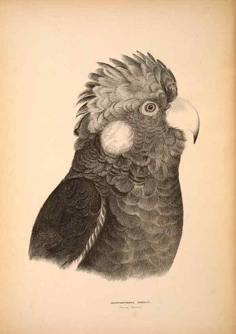 Reproducción/Reproduction 6943653879: Companion to Gould's Handbook; or, Synopsis of the birds of Australia.. Brisbane,Thorne & Greenwell,1877.