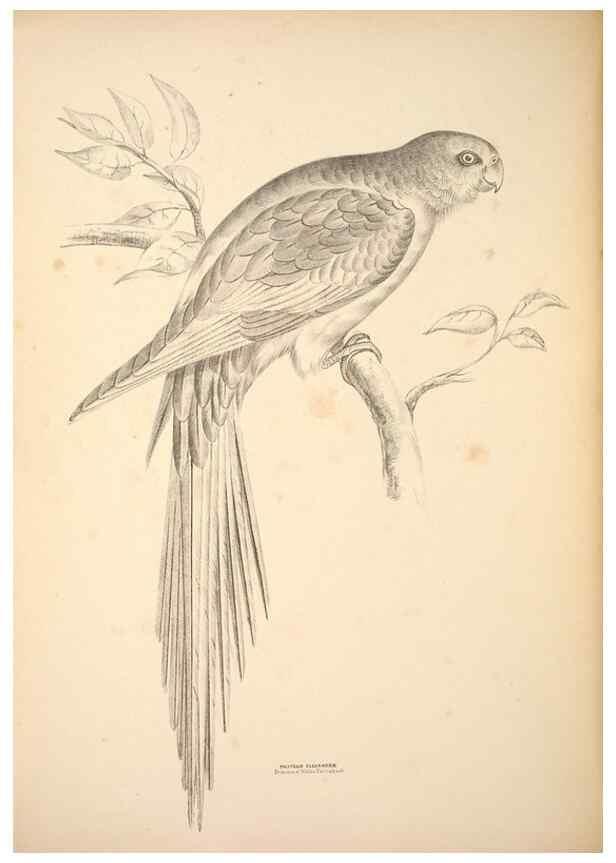 Reproducción/Reproduction 6943654437: Companion to Gould's Handbook; or, Synopsis of the birds of Australia.. Brisbane,Thorne & Greenwell,1877.