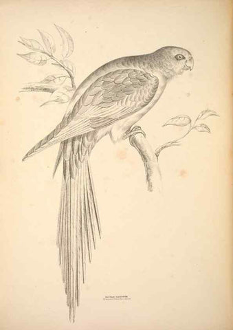 Reproducción/Reproduction 6943654437: Companion to Gould's Handbook; or, Synopsis of the birds of Australia.. Brisbane,Thorne & Greenwell,1877.