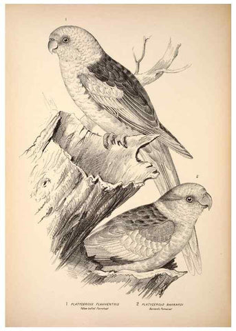 Reproducción/Reproduction 6943655397: Companion to Gould's Handbook; or, Synopsis of the birds of Australia.. Brisbane,Thorne & Greenwell,1877.