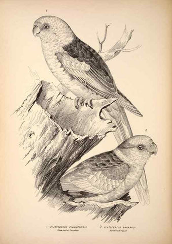 Reproducción/Reproduction 6943655397: Companion to Gould's Handbook; or, Synopsis of the birds of Australia.. Brisbane,Thorne & Greenwell,1877.