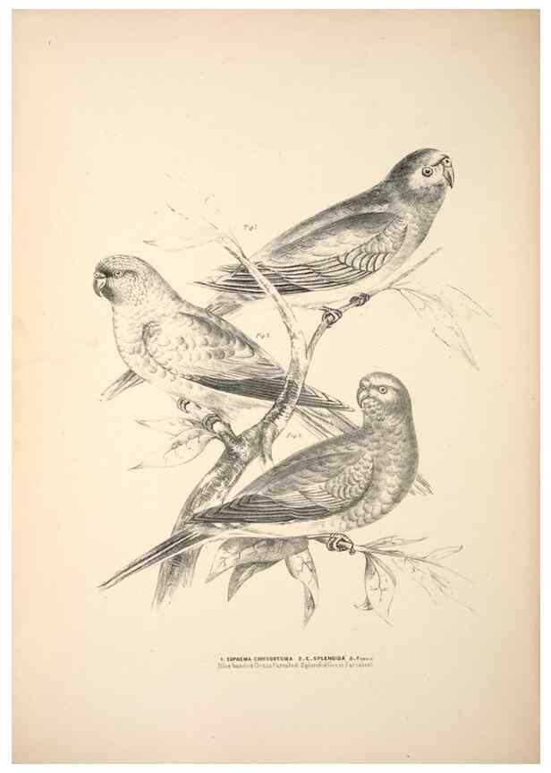 Reproducción/Reproduction 6797540242: Companion to Gould's Handbook; or, Synopsis of the birds of Australia.. Brisbane,Thorne & Greenwell,1877.
