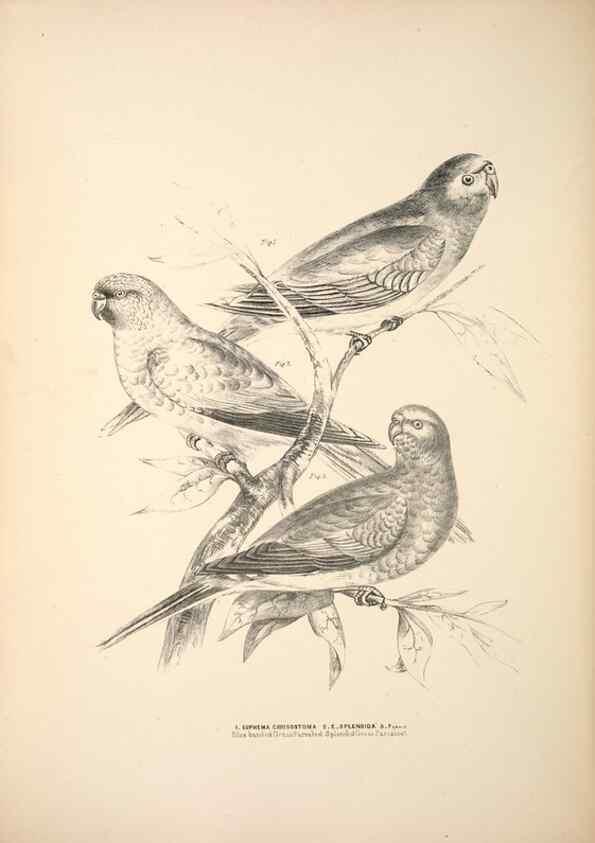 Reproducción/Reproduction 6797540242: Companion to Gould's Handbook; or, Synopsis of the birds of Australia.. Brisbane,Thorne & Greenwell,1877.
