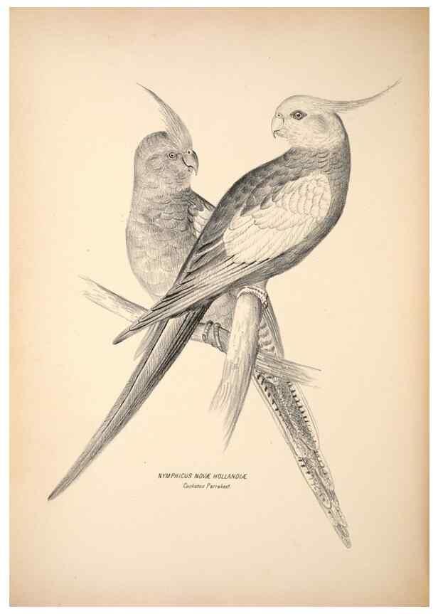 Reproducción/Reproduction 6943656827: Companion to Gould's Handbook; or, Synopsis of the birds of Australia.. Brisbane,Thorne & Greenwell,1877.