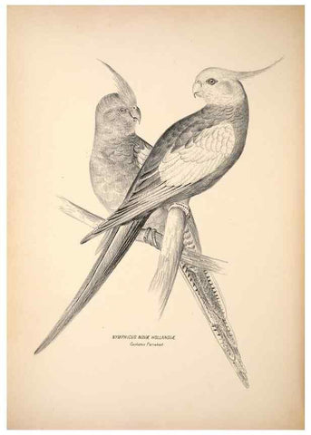 Reproducción/Reproduction 6943656827: Companion to Gould's Handbook; or, Synopsis of the birds of Australia.. Brisbane,Thorne & Greenwell,1877.