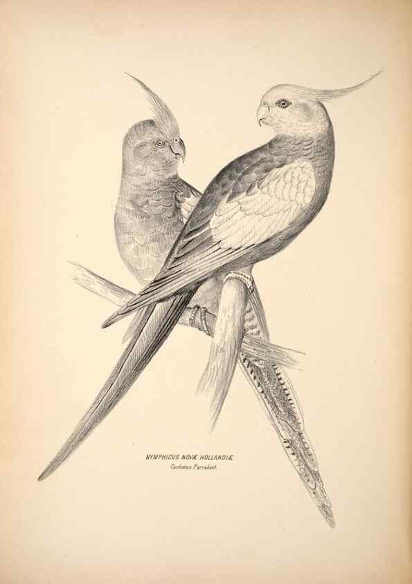 Reproducción/Reproduction 6943656827: Companion to Gould's Handbook; or, Synopsis of the birds of Australia.. Brisbane,Thorne & Greenwell,1877.