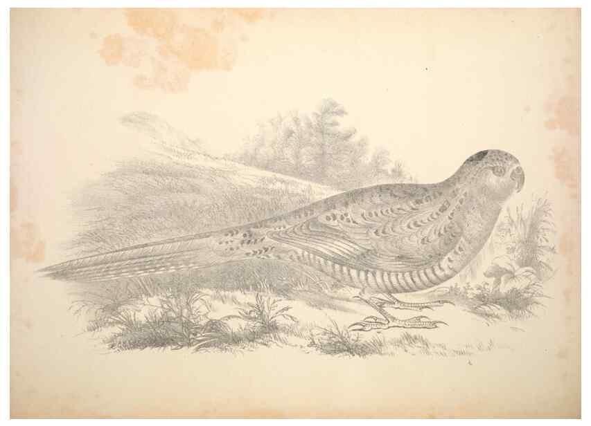 Reproducción/Reproduction 6797541250: Companion to Gould's Handbook; or, Synopsis of the birds of Australia.. Brisbane,Thorne & Greenwell,1877.