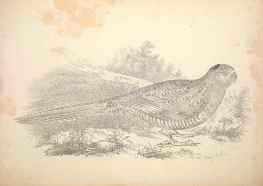 Reproducción/Reproduction 6797541250: Companion to Gould's Handbook; or, Synopsis of the birds of Australia.. Brisbane,Thorne & Greenwell,1877.