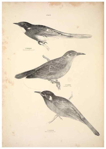 Reproducción/Reproduction 6797531974: Companion to Gould's Handbook; or, Synopsis of the birds of Australia.. Brisbane,Thorne & Greenwell,1877.