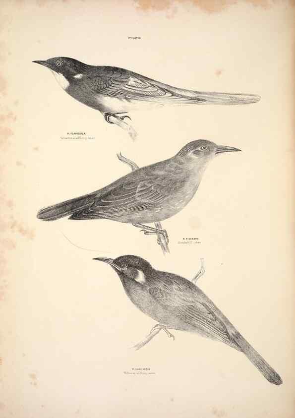 Reproducción/Reproduction 6797531974: Companion to Gould's Handbook; or, Synopsis of the birds of Australia.. Brisbane,Thorne & Greenwell,1877.