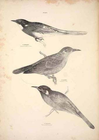 Reproducción/Reproduction 6797531974: Companion to Gould's Handbook; or, Synopsis of the birds of Australia.. Brisbane,Thorne & Greenwell,1877.