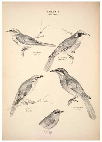 Reproducción/Reproduction 6943647245: Companion to Gould's Handbook; or, Synopsis of the birds of Australia.. Brisbane,Thorne & Greenwell,1877.