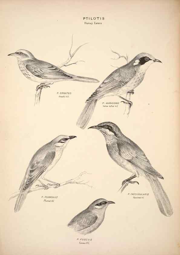 Reproducción/Reproduction 6943647245: Companion to Gould's Handbook; or, Synopsis of the birds of Australia.. Brisbane,Thorne & Greenwell,1877.
