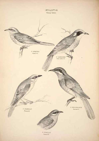 Reproducción/Reproduction 6943647245: Companion to Gould's Handbook; or, Synopsis of the birds of Australia.. Brisbane,Thorne & Greenwell,1877.