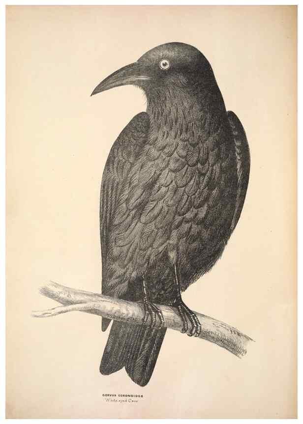Reproducción/Reproduction 6797530798: Companion to Gould's Handbook; or, Synopsis of the birds of Australia.. Brisbane,Thorne & Greenwell,1877.
