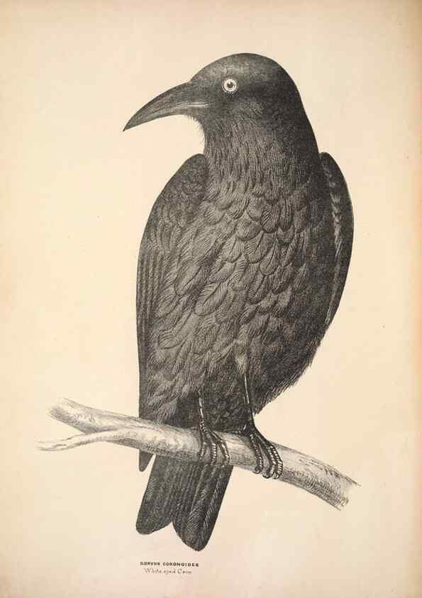 Reproducción/Reproduction 6797530798: Companion to Gould's Handbook; or, Synopsis of the birds of Australia.. Brisbane,Thorne & Greenwell,1877.