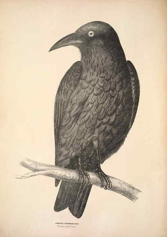 Reproducción/Reproduction 6797530798: Companion to Gould's Handbook; or, Synopsis of the birds of Australia.. Brisbane,Thorne & Greenwell,1877.