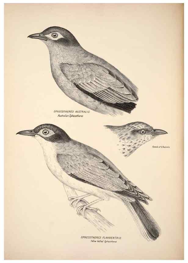 Reproducción/Reproduction 6797530068: Companion to Gould's Handbook; or, Synopsis of the birds of Australia.. Brisbane,Thorne & Greenwell,1877.