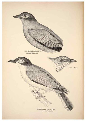 Reproducción/Reproduction 6797530068: Companion to Gould's Handbook; or, Synopsis of the birds of Australia.. Brisbane,Thorne & Greenwell,1877.