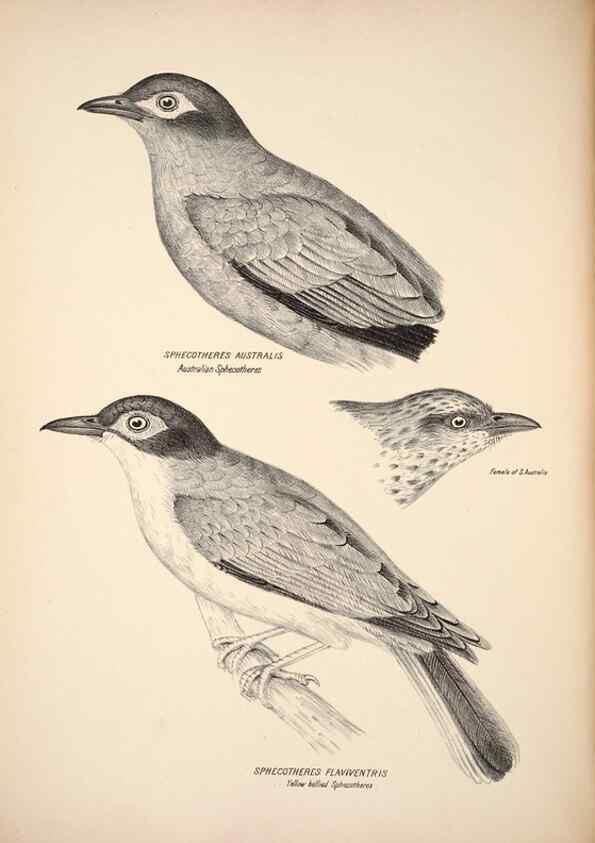 Reproducción/Reproduction 6797530068: Companion to Gould's Handbook; or, Synopsis of the birds of Australia.. Brisbane,Thorne & Greenwell,1877.