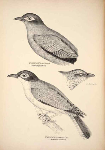 Reproducción/Reproduction 6797530068: Companion to Gould's Handbook; or, Synopsis of the birds of Australia.. Brisbane,Thorne & Greenwell,1877.