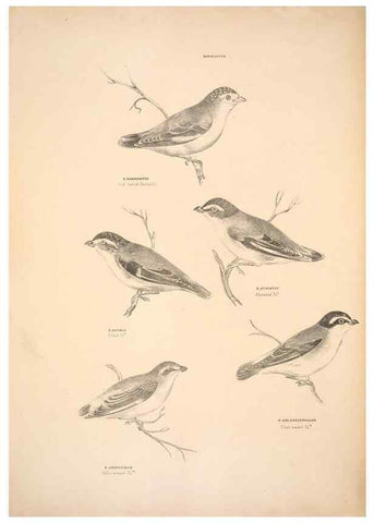 Reproducción/Reproduction 6943635963: Companion to Gould's Handbook; or, Synopsis of the birds of Australia.. Brisbane,Thorne & Greenwell,1877.