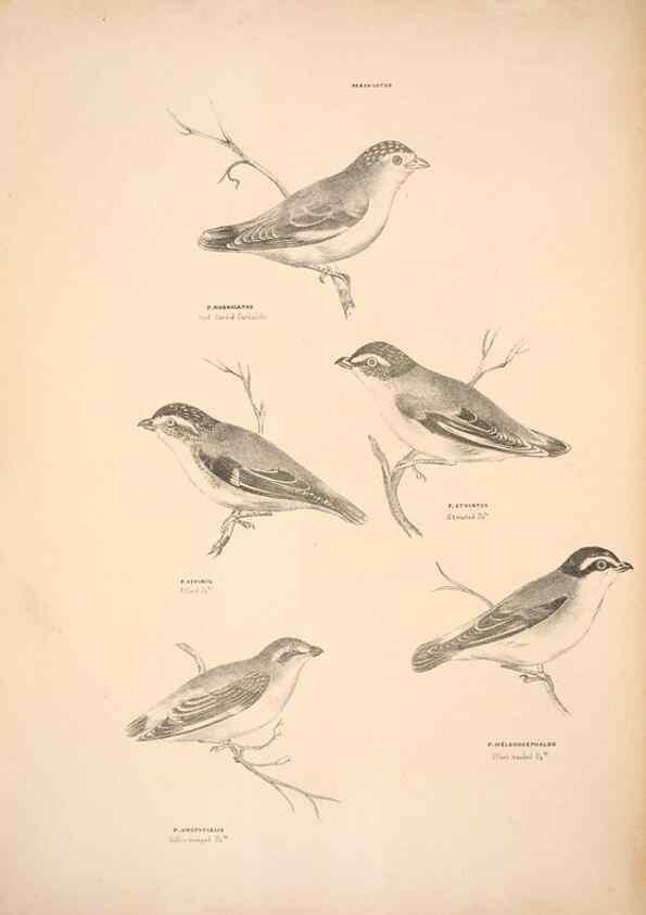 Reproducción/Reproduction 6943635963: Companion to Gould's Handbook; or, Synopsis of the birds of Australia.. Brisbane,Thorne & Greenwell,1877.