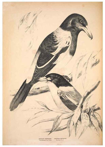 Reproducción/Reproduction 6797520502: Companion to Gould's Handbook; or, Synopsis of the birds of Australia.. Brisbane,Thorne & Greenwell,1877.