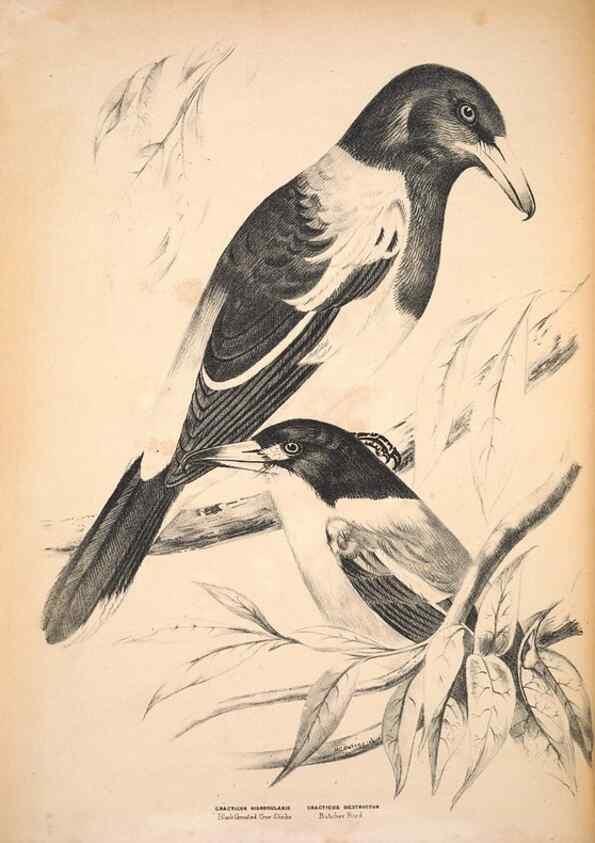 Reproducción/Reproduction 6797520502: Companion to Gould's Handbook; or, Synopsis of the birds of Australia.. Brisbane,Thorne & Greenwell,1877.