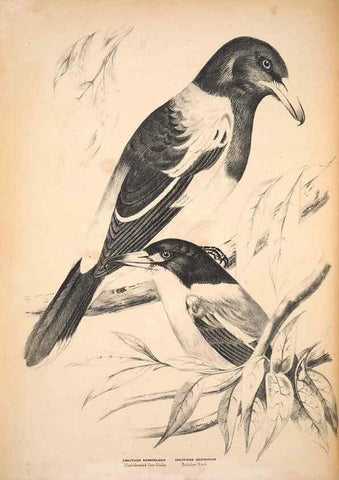 Reproducción/Reproduction 6797520502: Companion to Gould's Handbook; or, Synopsis of the birds of Australia.. Brisbane,Thorne & Greenwell,1877.