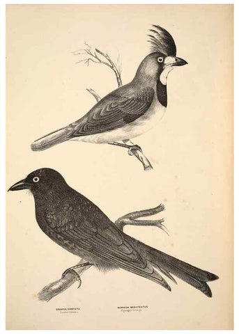 Reproducción/Reproduction 6943637203: Companion to Gould's Handbook; or, Synopsis of the birds of Australia.. Brisbane,Thorne & Greenwell,1877.