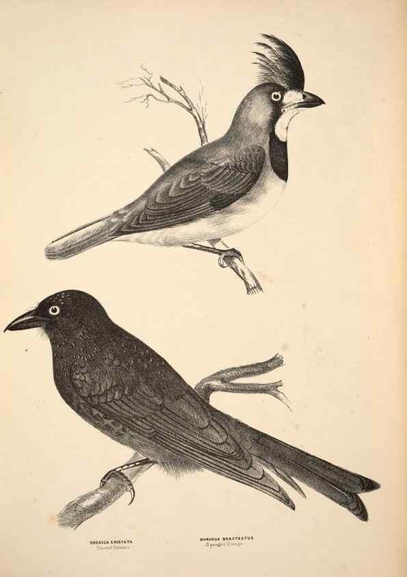Reproducción/Reproduction 6943637203: Companion to Gould's Handbook; or, Synopsis of the birds of Australia.. Brisbane,Thorne & Greenwell,1877.