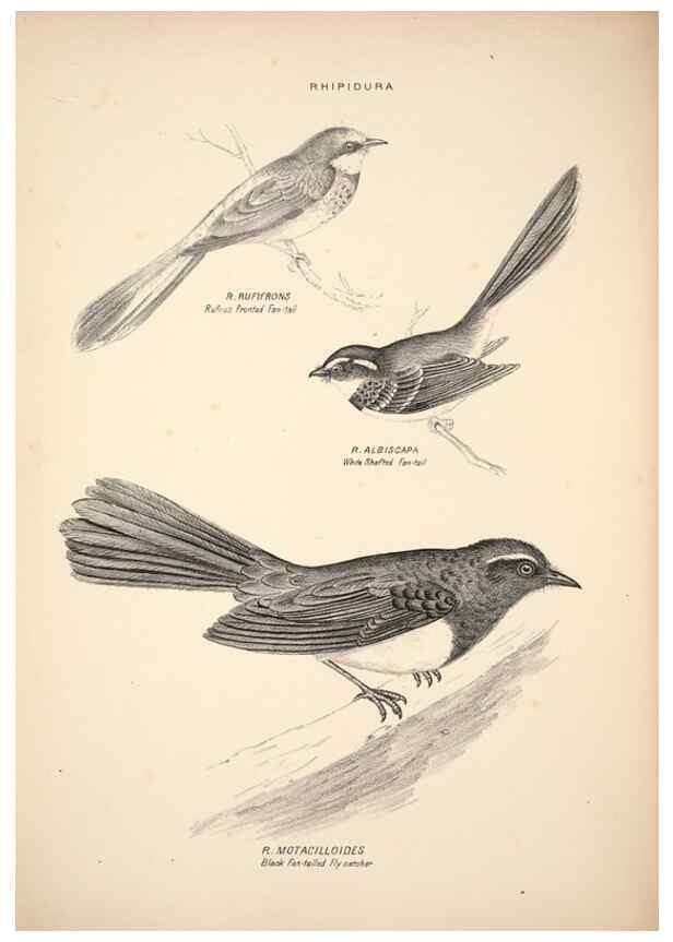 Reproducción/Reproduction 6943637777: Companion to Gould's Handbook; or, Synopsis of the birds of Australia.. Brisbane,Thorne & Greenwell,1877.