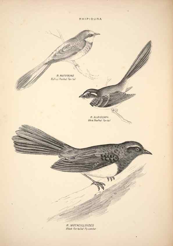 Reproducción/Reproduction 6943637777: Companion to Gould's Handbook; or, Synopsis of the birds of Australia.. Brisbane,Thorne & Greenwell,1877.