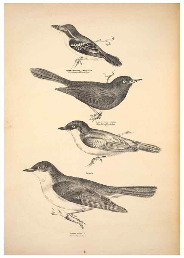 Reproducción/Reproduction 6797522144: Companion to Gould's Handbook; or, Synopsis of the birds of Australia.. Brisbane,Thorne & Greenwell,1877.