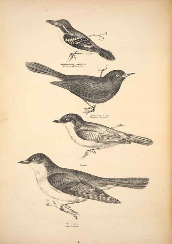 Reproducción/Reproduction 6797522144: Companion to Gould's Handbook; or, Synopsis of the birds of Australia.. Brisbane,Thorne & Greenwell,1877.