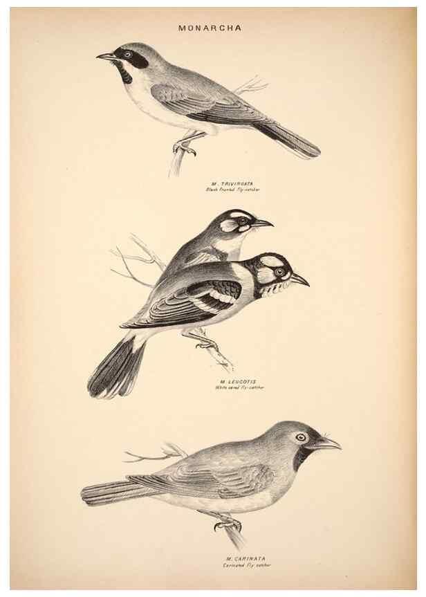 Reproducción/Reproduction 6943638705: Companion to Gould's Handbook; or, Synopsis of the birds of Australia.. Brisbane,Thorne & Greenwell,1877.