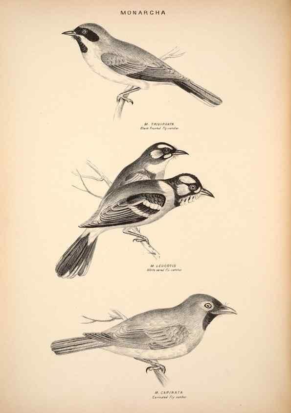 Reproducción/Reproduction 6943638705: Companion to Gould's Handbook; or, Synopsis of the birds of Australia.. Brisbane,Thorne & Greenwell,1877.