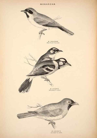 Reproducción/Reproduction 6943638705: Companion to Gould's Handbook; or, Synopsis of the birds of Australia.. Brisbane,Thorne & Greenwell,1877.