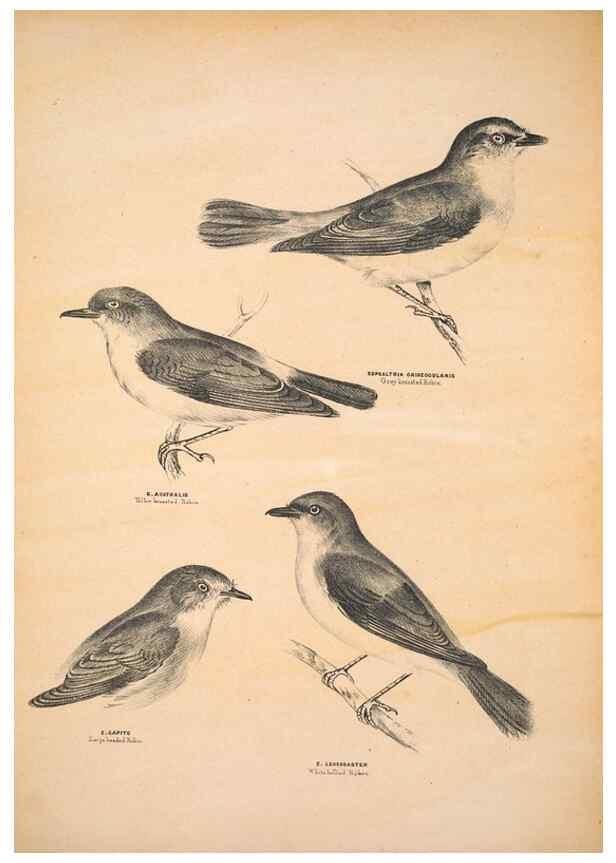 Reproducción/Reproduction 6943639349: Companion to Gould's Handbook; or, Synopsis of the birds of Australia.. Brisbane,Thorne & Greenwell,1877.