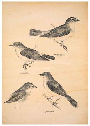 Reproducción/Reproduction 6943639349: Companion to Gould's Handbook; or, Synopsis of the birds of Australia.. Brisbane,Thorne & Greenwell,1877.