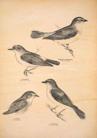 Reproducción/Reproduction 6943639349: Companion to Gould's Handbook; or, Synopsis of the birds of Australia.. Brisbane,Thorne & Greenwell,1877.