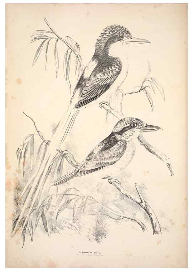 Reproducción/Reproduction 6943635095: Companion to Gould's Handbook; or, Synopsis of the birds of Australia.. Brisbane,Thorne & Greenwell,1877.