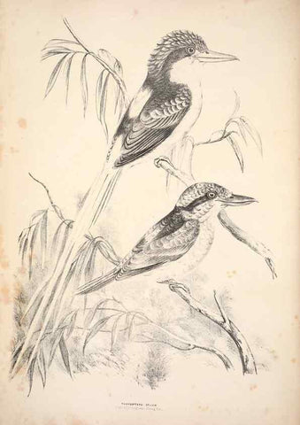 Reproducción/Reproduction 6943635095: Companion to Gould's Handbook; or, Synopsis of the birds of Australia.. Brisbane,Thorne & Greenwell,1877.