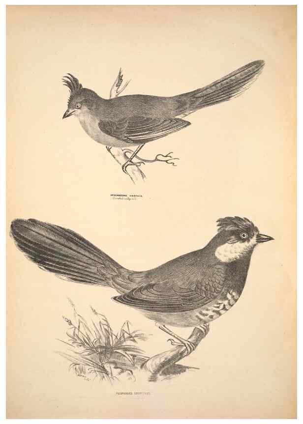 Reproducción/Reproduction 6797523922: Companion to Gould's Handbook; or, Synopsis of the birds of Australia.. Brisbane,Thorne & Greenwell,1877.