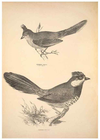 Reproducción/Reproduction 6797523922: Companion to Gould's Handbook; or, Synopsis of the birds of Australia.. Brisbane,Thorne & Greenwell,1877.