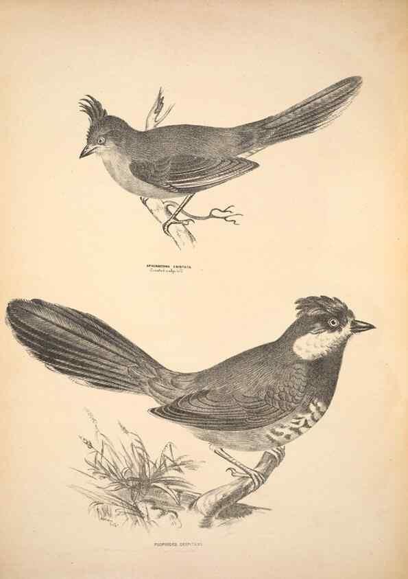 Reproducción/Reproduction 6797523922: Companion to Gould's Handbook; or, Synopsis of the birds of Australia.. Brisbane,Thorne & Greenwell,1877.