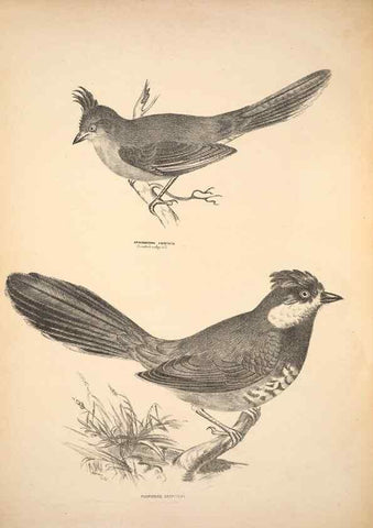 Reproducción/Reproduction 6797523922: Companion to Gould's Handbook; or, Synopsis of the birds of Australia.. Brisbane,Thorne & Greenwell,1877.