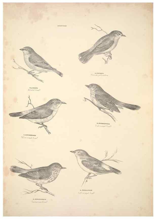 Reproducción/Reproduction 6943640923: Companion to Gould's Handbook; or, Synopsis of the birds of Australia.. Brisbane,Thorne & Greenwell,1877.