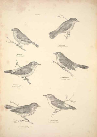 Reproducción/Reproduction 6943640923: Companion to Gould's Handbook; or, Synopsis of the birds of Australia.. Brisbane,Thorne & Greenwell,1877.